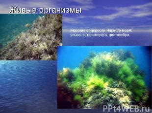 живые индикаторы чистоты черного моря